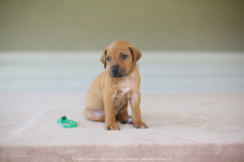 mr dark green - 4weeks old