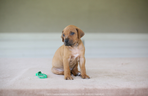 mr dark green - 4weeks old