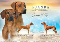 L- litter 2023