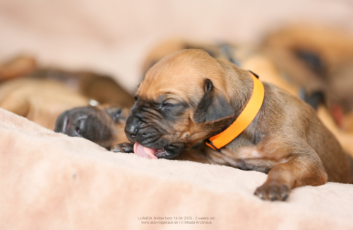 2 weeks old