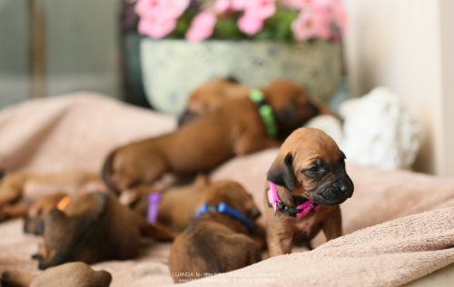 3 weeks old