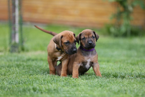 4 - weeks old