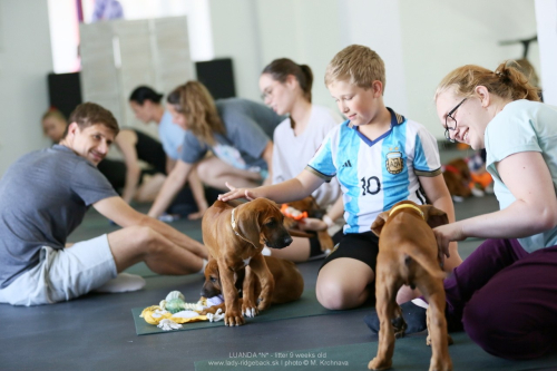 9 -weeks - puppy yoga