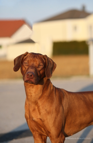 0-february-img_8016-2louie