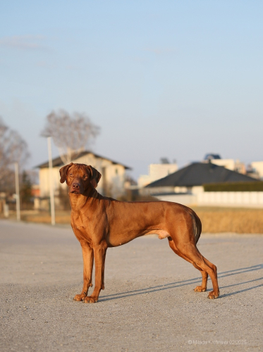 0-february2025-louie-2