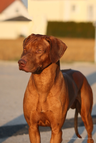 0-february2025-louie-4