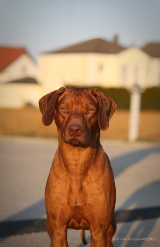 0-february2025-louie-5