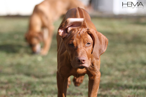 louie-img_4321