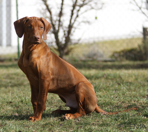 louie-img_4439