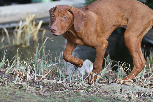 louie-img_4464