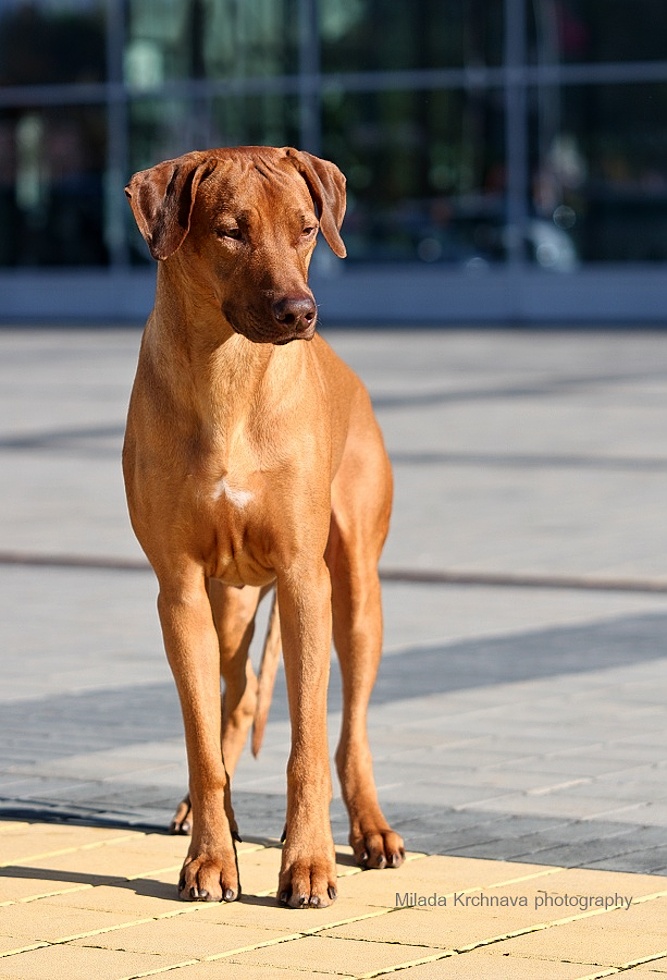 eurodog showbrno10 2014