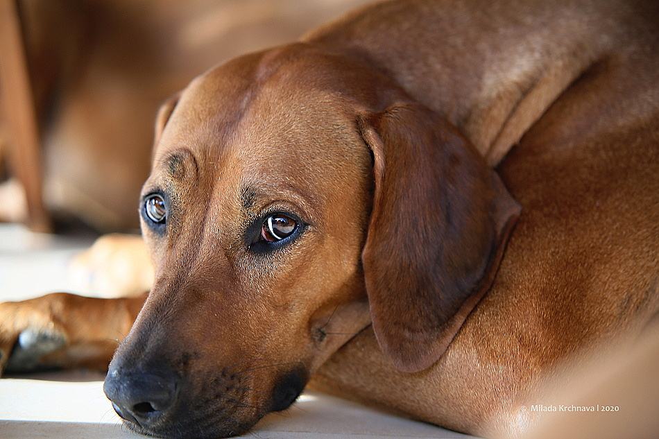 Top quality kennel: čo v skutočnosti rozhoduje o&hellip;