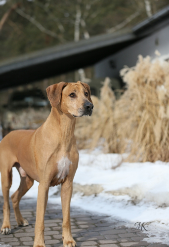 Dante Go for Gold Cieply Dom