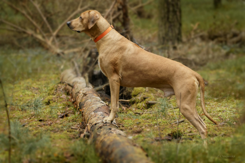 draco-standing-by-e-ossowska