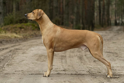 draco1-standing-by-edyta-owwowska-web