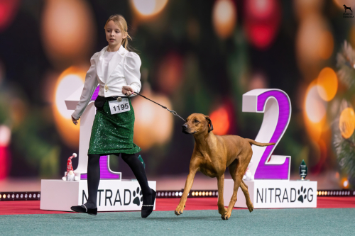 christmascup-nitra-breeders-group-withsophie22.12.2024-2