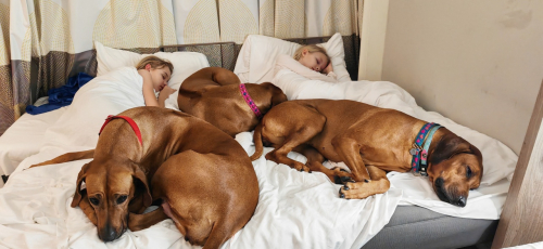 crufts-uk-with-mam-and-half-sister-daisy_11.03.2024_003840