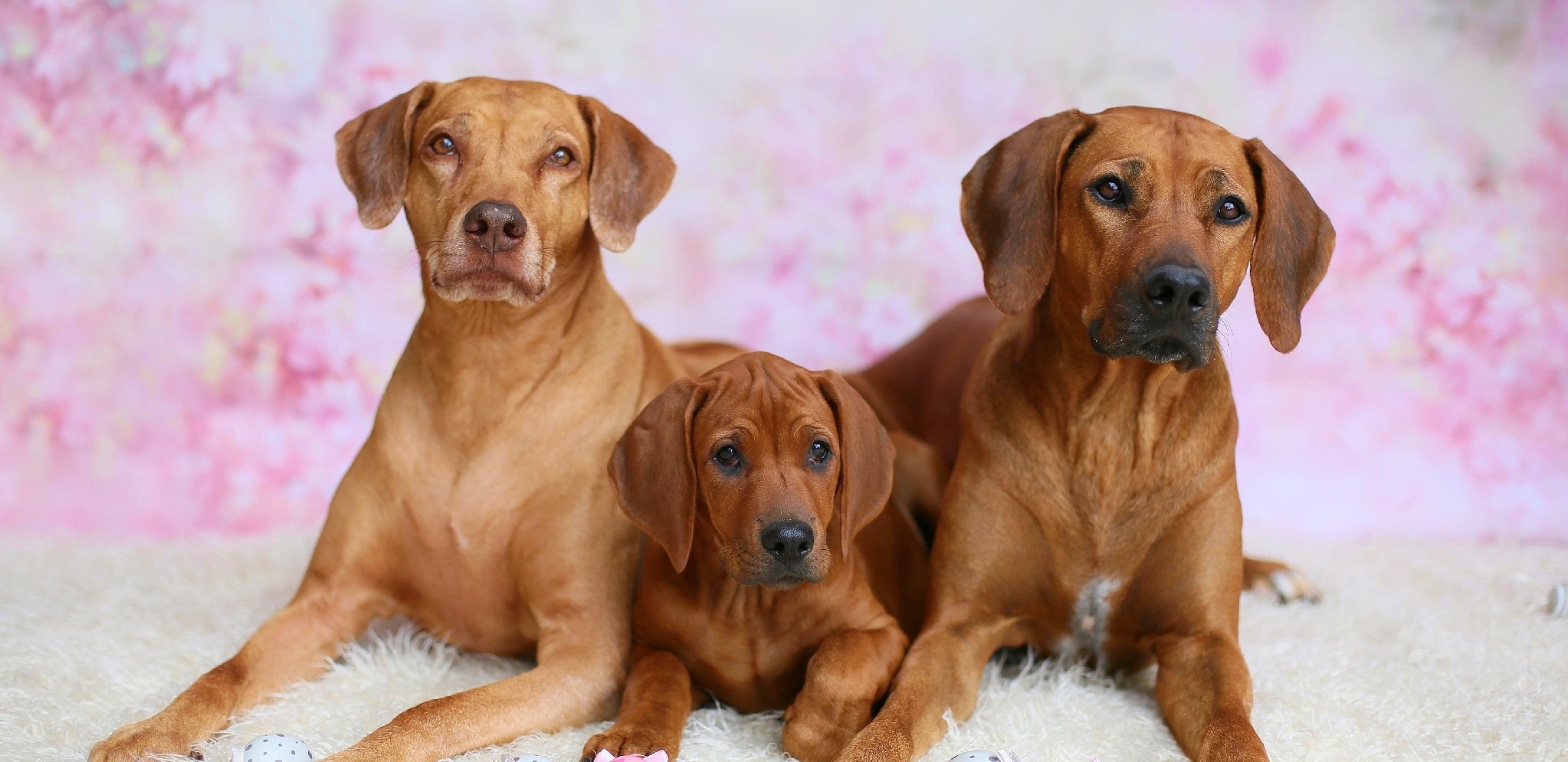 LUANDA Rhodesian Ridgebacks 3 generations LUANDA Rhodesian Ridgebacks 3 generations