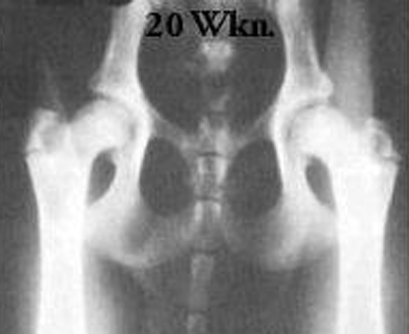 w heupen pup 20 wk oud