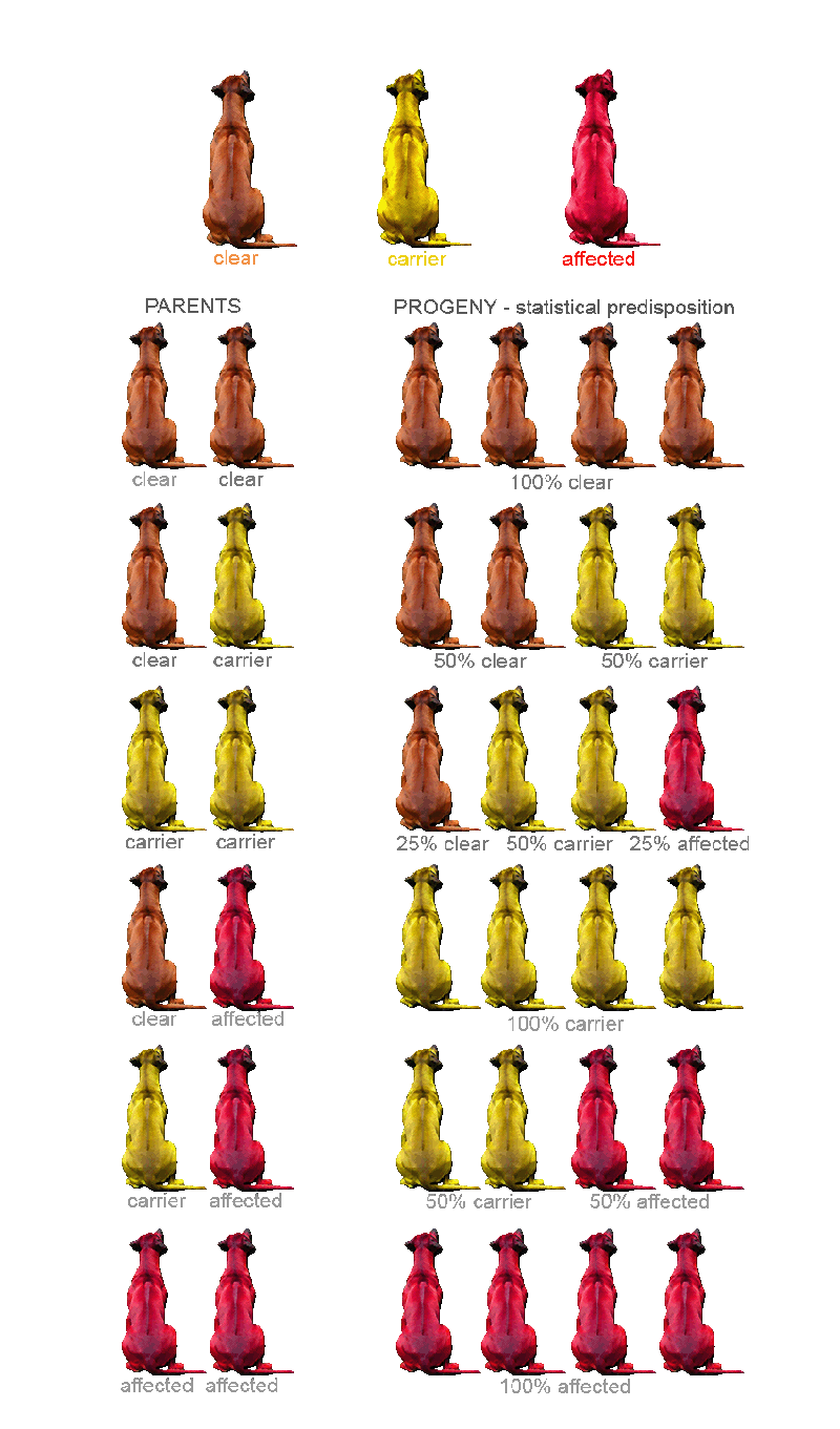 Genetik inheritance byMK2017