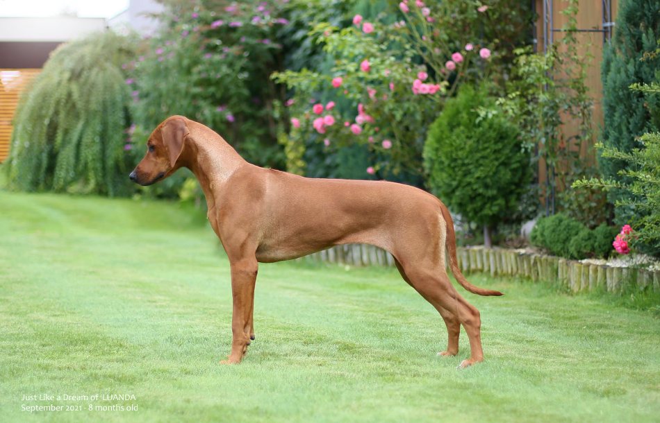 Daisy 8months