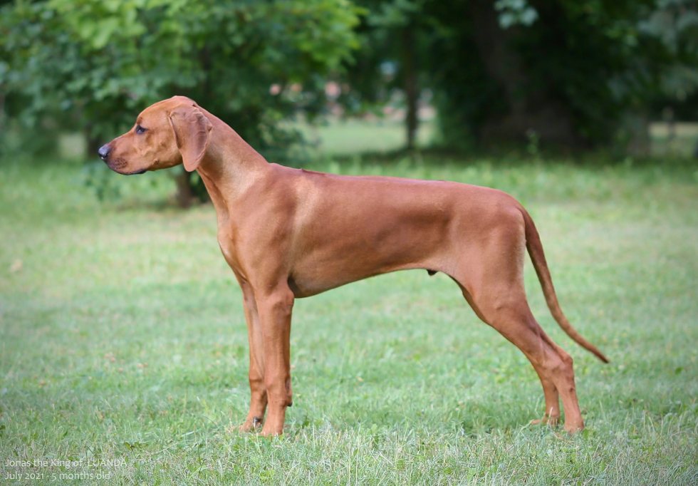 Milo 5months