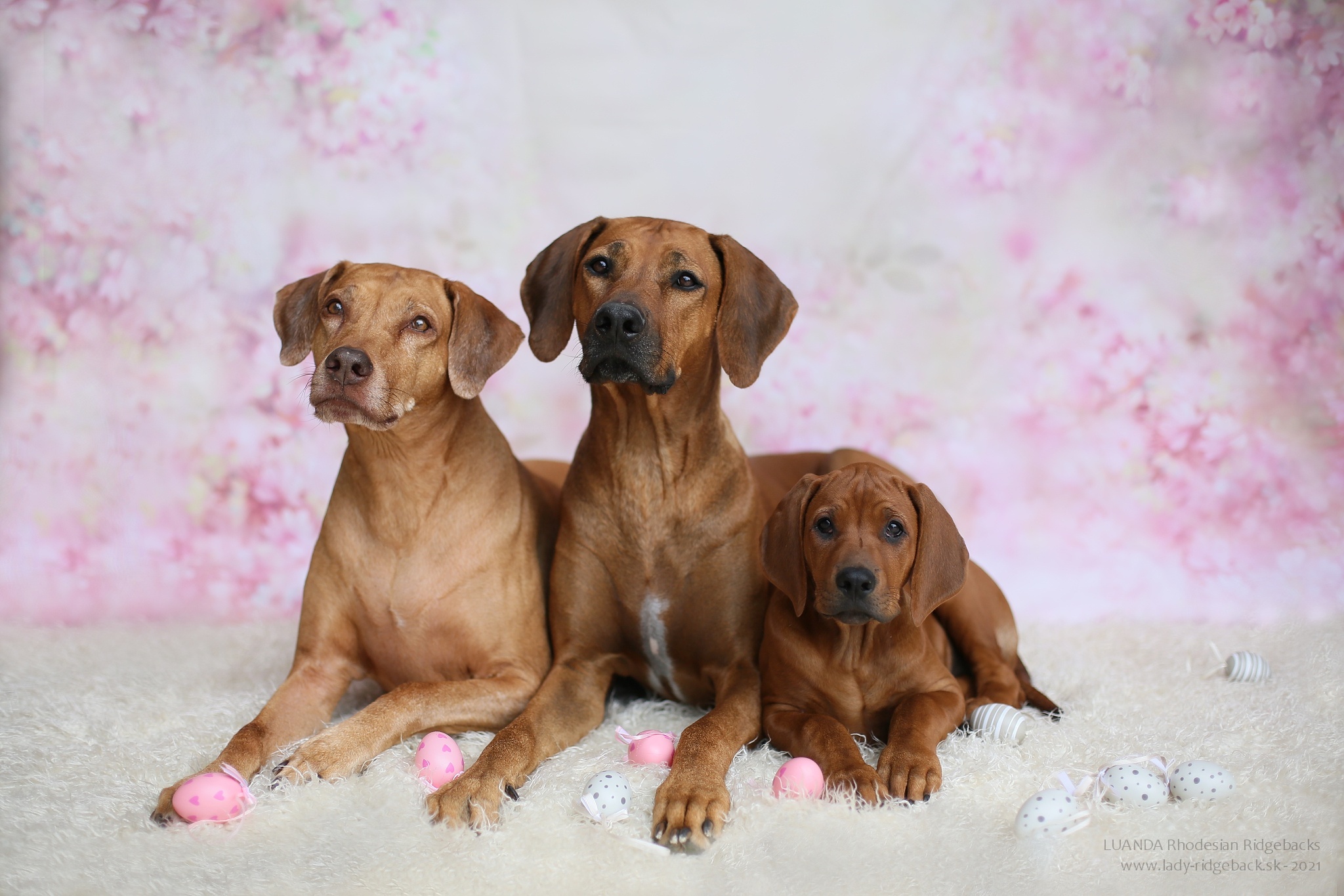 Factors That Influence the Price of a Puppy