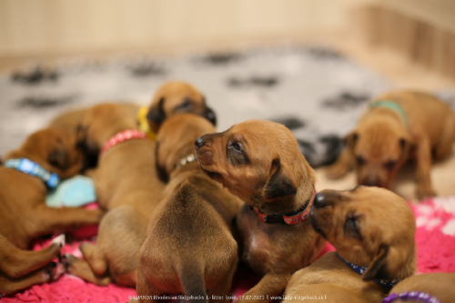 Luanda puppies 2weeks old