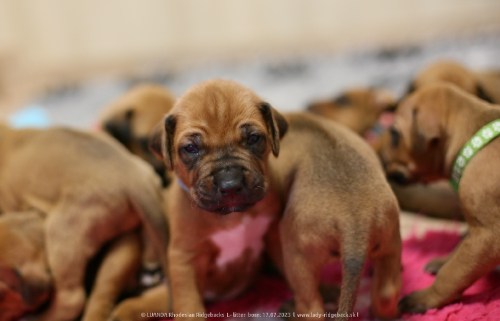 Luanda puppies 2weeks old