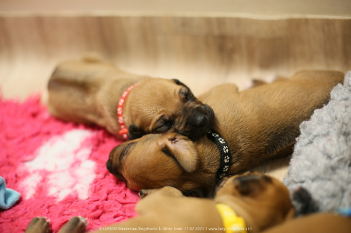 Luanda puppies 2weeks old