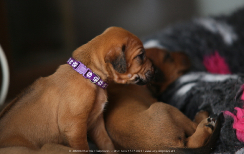3weeks