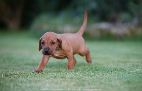 4 weeks old in the garden