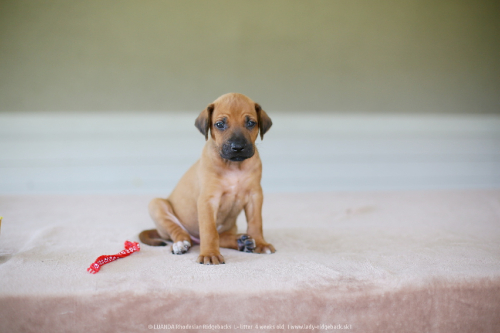 mr red - 4weeks old