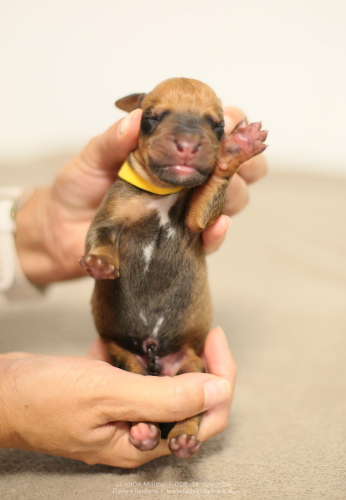 M - litter first days