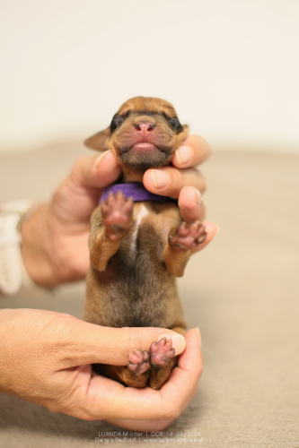 M - litter first days