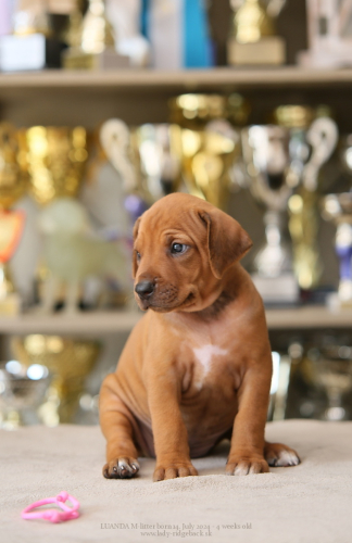 M - litter 4weeks old 