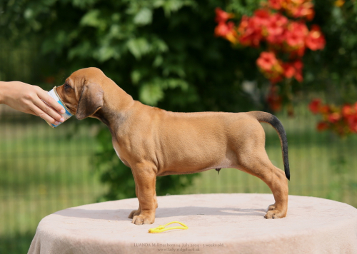M - litter 5weeks old 