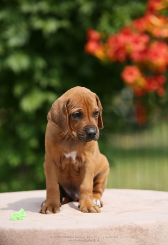 M - litter 5weeks old 