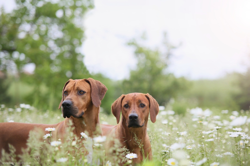 Daisy and Redford