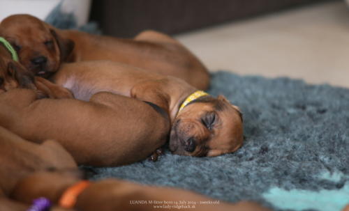 M - litter - week 2