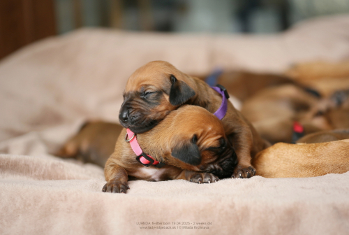 2 weeks old