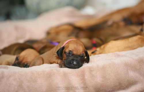 2 weeks old