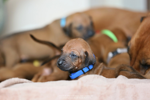 3 weeks old