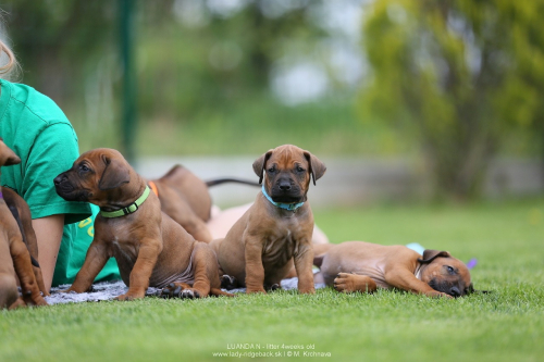 4 - weeks old