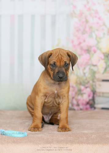 5 - weeks old