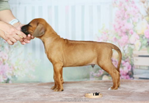 5 - weeks old