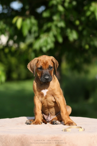 6 - weeks old