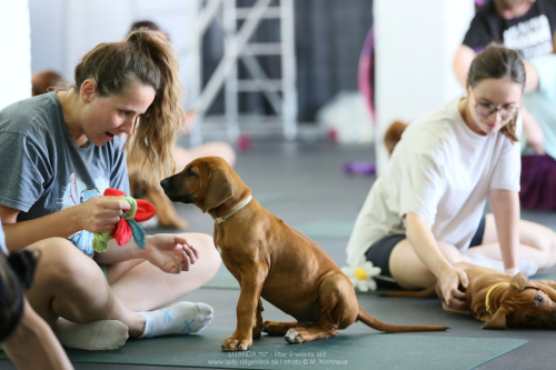 9 -weeks - puppy yoga