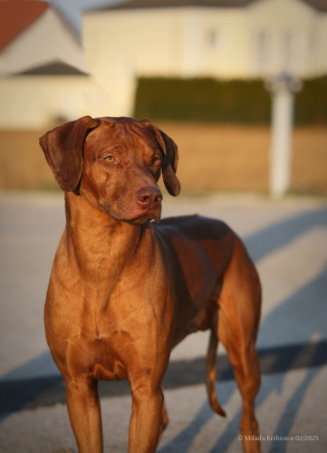 0-february2025-louie-0
