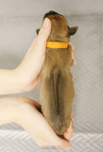 Introducing puppies - day 1 